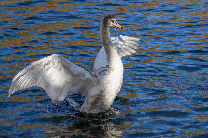 IMG_2023-12-04-231156