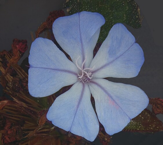 Zerene2018-11-08-11.58.31 ZS DMapCloned_Cropped