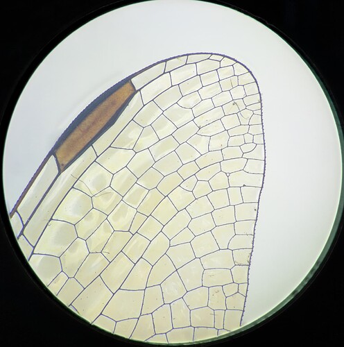 ConvertedJpegCropped