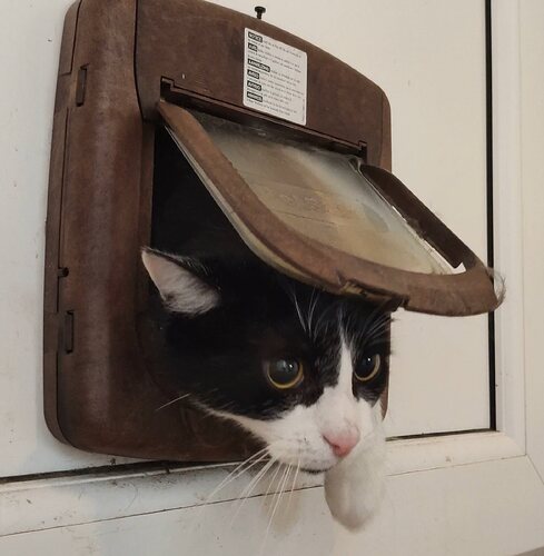 3CatFlap10013