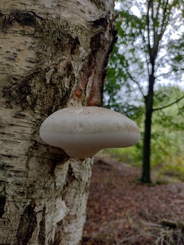 IMG_20231001_130323474_HDR