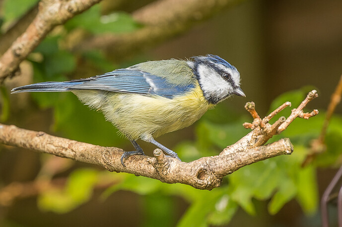 CC5I1952-CR3_DxO_DeepPRIME-3