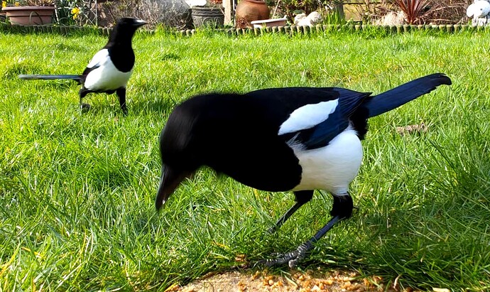 2Magpies
