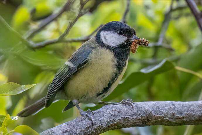 CC5I3520-Edit-2-Edit