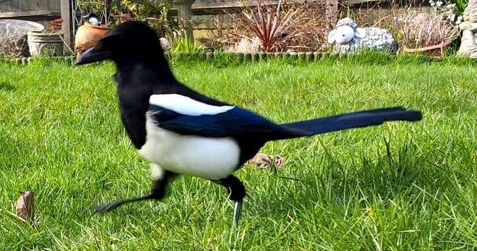 MagpieWalking