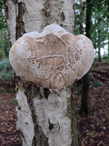 IMG_20231001_130136836