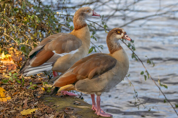 IMG_2023-12-04-231238